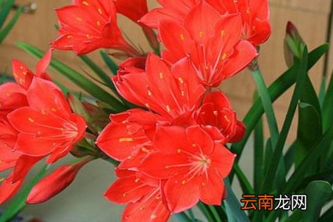 紫根兰一年开几次花