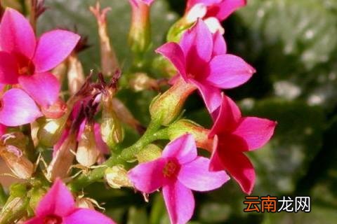 长寿花不死不活咋回事
