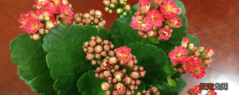 长寿花不死不活咋回事