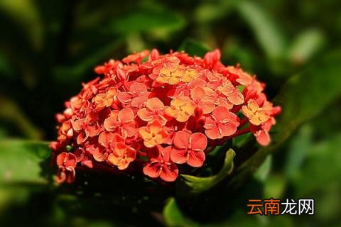 龙船花有几种