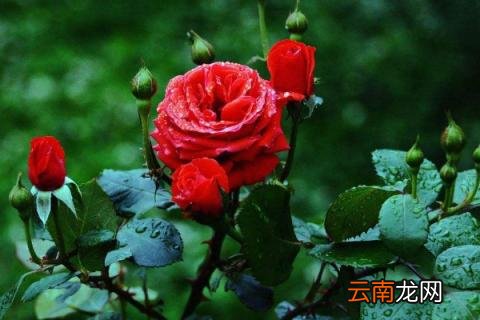 月季越开越小怎么办