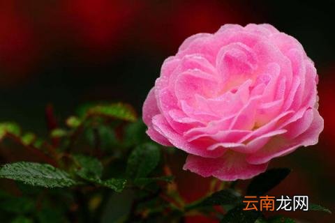 月季越开越小怎么办