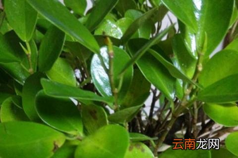 摇钱树开花有什么寓意