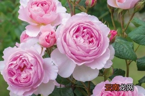 月季冒芽后为什么蔫了