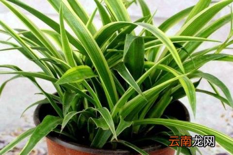 金边吊兰施什么肥料