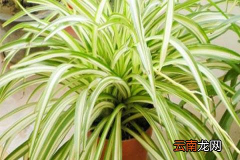 金边吊兰施什么肥料