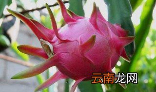怎么保存火龙果 火龙果保存方法介绍