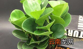 盆栽碧玉怎么养 盆栽碧玉怎么繁殖呢