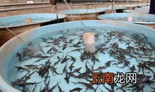 鲟鱼养殖方法有哪些 鲟鱼怎么养殖