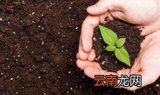 生根粉可以直接浇灌吗 生根粉的作用