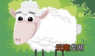 洗羊内脏方法是什么 怎么洗羊内脏