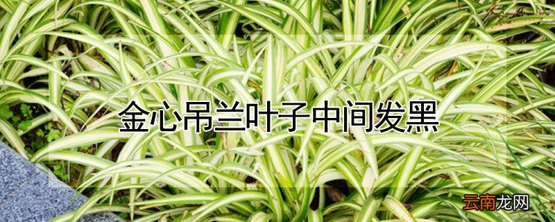 金心吊兰叶子中间发黑