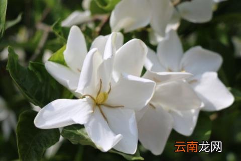 栀子花夏天可以暴晒吗