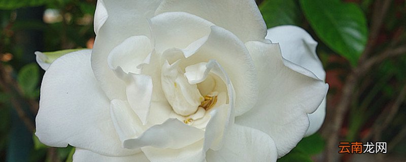 栀子花夏天可以暴晒吗
