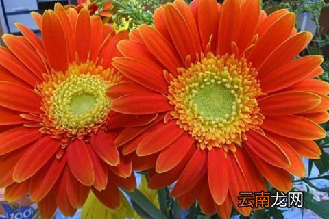 盆栽非洲菊的养殖方法