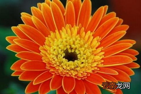盆栽非洲菊的养殖方法