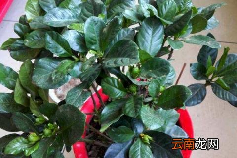 栀子花快死怎么救