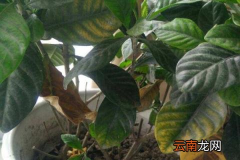 栀子花快死怎么救