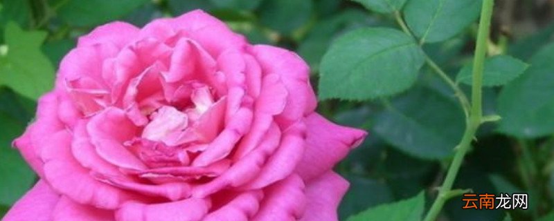 月季花垂头怎么回事