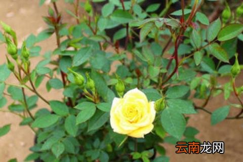 月季花垂头怎么回事