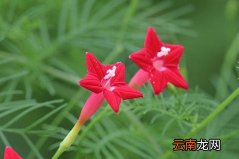 星星花是什么花