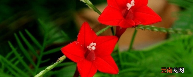 星星花是什么花