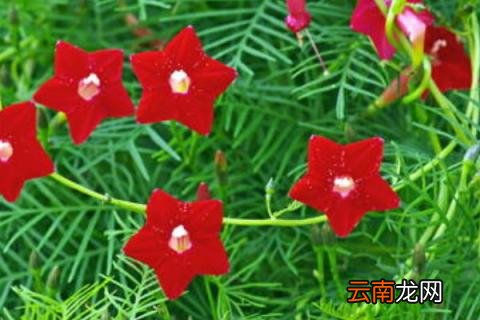 星星花是什么花