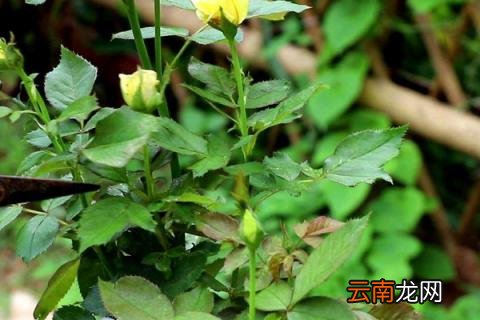 月季光长叶子不开花怎么回事