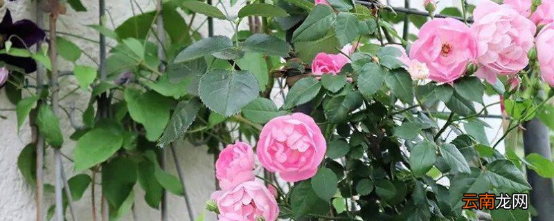 月季光长叶子不开花怎么回事