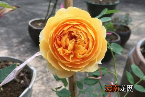新栽的月季僵苗怎么办