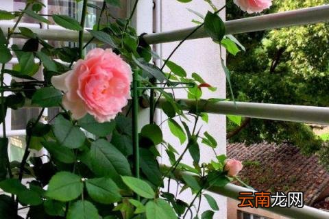 新栽的月季僵苗怎么办