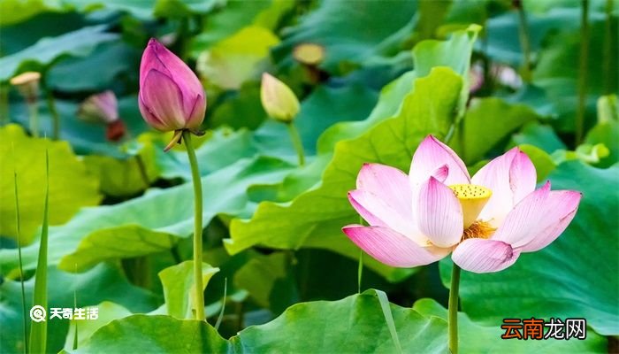 仲夏是几月 仲夏是几月份的