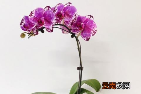 蝴蝶兰为什么空根