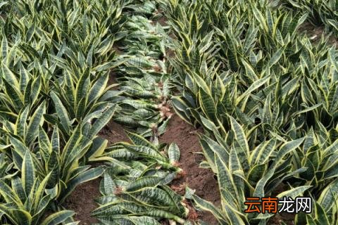 虎皮兰小苗怎么移栽
