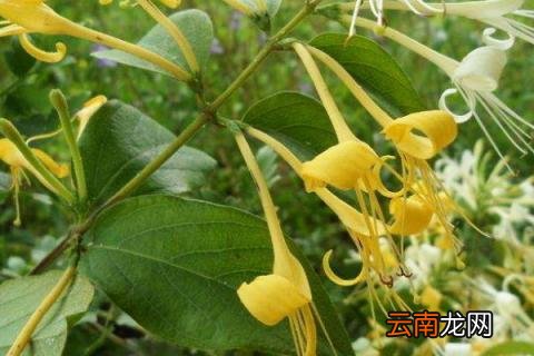 金银花夏天地栽能活吗