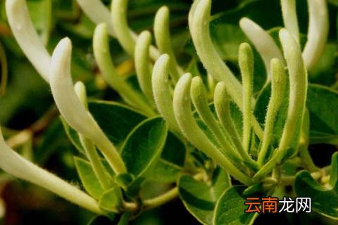 金银花种子怎么种植