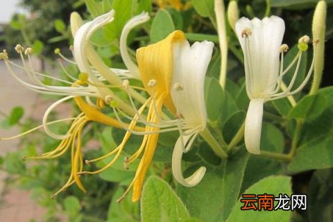 金银花种子怎么种植