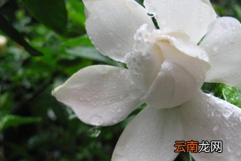 栀子花如何养护管理
