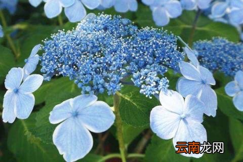 绣球花冬天要修剪吗