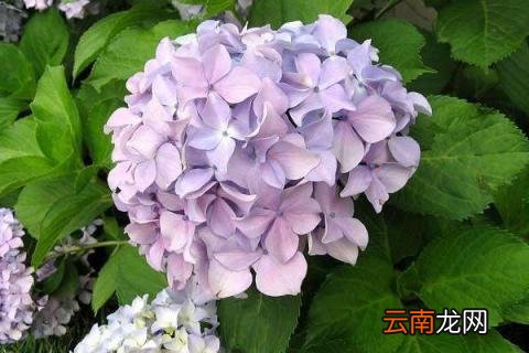 绣球花冬天要修剪吗