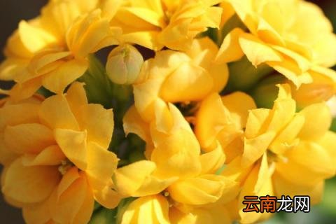 长寿花叶子小是什么原因