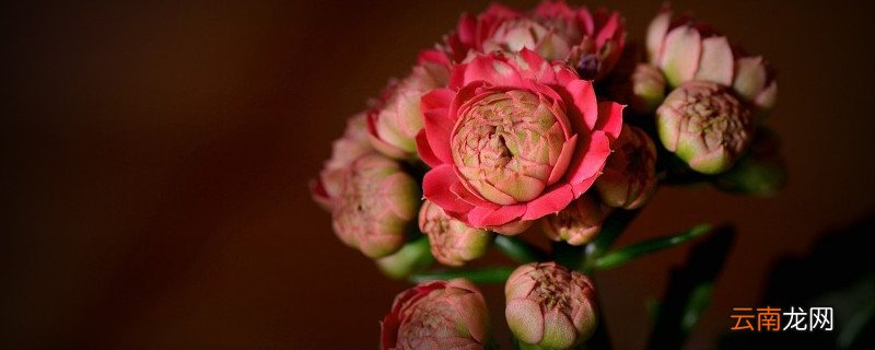 长寿花叶子小是什么原因