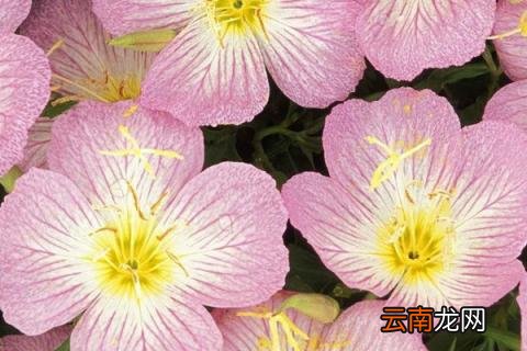长寿花叶子小是什么原因
