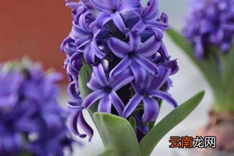 风信子春天怎么养