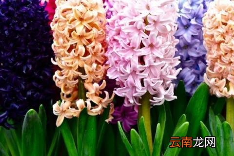 风信子春天怎么养