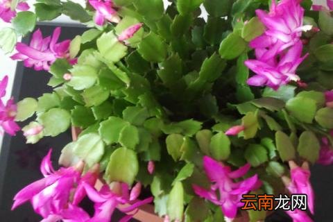蟹爪兰秋天可以换盆吗