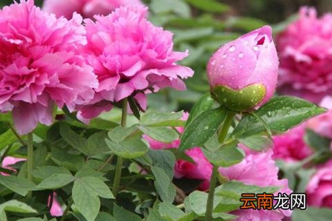 地栽牡丹秋季如何养护