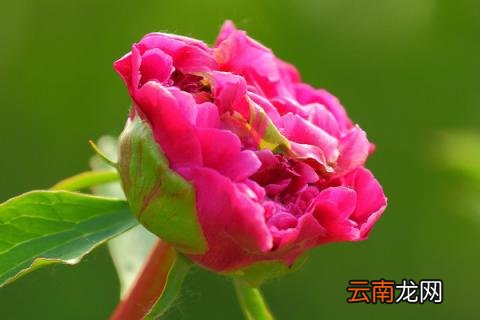 牡丹花正红是几月几日