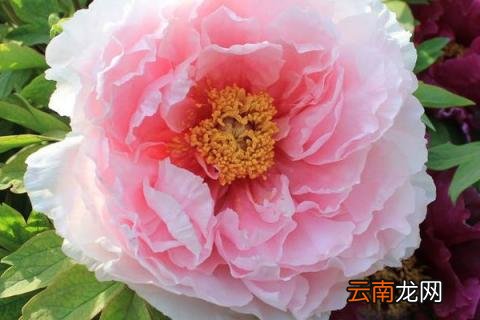 牡丹花正红是几月几日