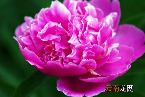 春天牡丹刚种易成活吗